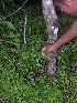  ( - BioBot05424)  @11 [ ] CreativeCommons - Attribution Non-Commercial Share-Alike (2010) Daniel H. Janzen Guanacaste Dry Forest Conservation Fund