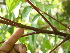  ( - BioBot05428)  @11 [ ] CreativeCommons - Attribution Non-Commercial Share-Alike (2010) Daniel H. Janzen Guanacaste Dry Forest Conservation Fund