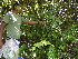  ( - BioBot05431)  @11 [ ] CreativeCommons - Attribution Non-Commercial Share-Alike (2010) Daniel H. Janzen Guanacaste Dry Forest Conservation Fund