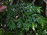  ( - BioBot05431)  @11 [ ] CreativeCommons - Attribution Non-Commercial Share-Alike (2010) Daniel H. Janzen Guanacaste Dry Forest Conservation Fund