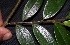  ( - BioBot05433)  @11 [ ] CreativeCommons - Attribution Non-Commercial Share-Alike (2010) Daniel H. Janzen Guanacaste Dry Forest Conservation Fund
