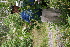  ( - BioBot05440)  @11 [ ] CreativeCommons - Attribution Non-Commercial Share-Alike (2010) Daniel H. Janzen Guanacaste Dry Forest Conservation Fund