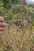  ( - BioBot05446)  @11 [ ] CreativeCommons - Attribution Non-Commercial Share-Alike (2010) Daniel H. Janzen Guanacaste Dry Forest Conservation Fund