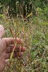  ( - BioBot05446)  @11 [ ] CreativeCommons - Attribution Non-Commercial Share-Alike (2010) Daniel H. Janzen Guanacaste Dry Forest Conservation Fund