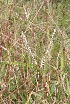 ( - BioBot05447)  @11 [ ] CreativeCommons - Attribution Non-Commercial Share-Alike (2010) Daniel H. Janzen Guanacaste Dry Forest Conservation Fund