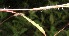  ( - BioBot05447)  @11 [ ] CreativeCommons - Attribution Non-Commercial Share-Alike (2010) Daniel H. Janzen Guanacaste Dry Forest Conservation Fund