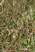  ( - BioBot05448)  @11 [ ] CreativeCommons - Attribution Non-Commercial Share-Alike (2010) Daniel H. Janzen Guanacaste Dry Forest Conservation Fund