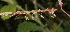  ( - BioBot05448)  @11 [ ] CreativeCommons - Attribution Non-Commercial Share-Alike (2010) Daniel H. Janzen Guanacaste Dry Forest Conservation Fund