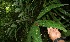  ( - BioBot05543)  @11 [ ] CreativeCommons - Attribution Non-Commercial Share-Alike (2010) Daniel H. Janzen Guanacaste Dry Forest Conservation Fund