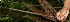  ( - BioBot05545)  @11 [ ] CreativeCommons - Attribution Non-Commercial Share-Alike (2010) Daniel H. Janzen Guanacaste Dry Forest Conservation Fund