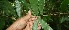  ( - BioBot05559)  @11 [ ] CreativeCommons - Attribution Non-Commercial Share-Alike (2010) Daniel H. Janzen Guanacaste Dry Forest Conservation Fund
