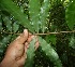  ( - BioBot05559)  @11 [ ] CreativeCommons - Attribution Non-Commercial Share-Alike (2010) Daniel H. Janzen Guanacaste Dry Forest Conservation Fund