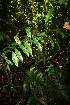  ( - BioBot05560)  @11 [ ] CreativeCommons - Attribution Non-Commercial Share-Alike (2010) Daniel H. Janzen Guanacaste Dry Forest Conservation Fund