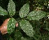 ( - BioBot05580)  @11 [ ] CreativeCommons - Attribution Non-Commercial Share-Alike (2010) Daniel H. Janzen Guanacaste Dry Forest Conservation Fund
