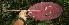  (Calathea leucostachys - BioBot05581)  @11 [ ] CreativeCommons - Attribution Non-Commercial Share-Alike (2010) Daniel H. Janzen Guanacaste Dry Forest Conservation Fund