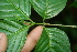  ( - BioBot05592)  @11 [ ] CreativeCommons - Attribution Non-Commercial Share-Alike (2010) Daniel H. Janzen Guanacaste Dry Forest Conservation Fund