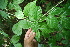  ( - BioBot05592)  @11 [ ] CreativeCommons - Attribution Non-Commercial Share-Alike (2010) Daniel H. Janzen Guanacaste Dry Forest Conservation Fund