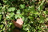  ( - BioBot05598)  @11 [ ] CreativeCommons - Attribution Non-Commercial Share-Alike (2010) Daniel H. Janzen Guanacaste Dry Forest Conservation Fund