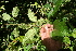  ( - BioBot05598)  @11 [ ] CreativeCommons - Attribution Non-Commercial Share-Alike (2010) Daniel H. Janzen Guanacaste Dry Forest Conservation Fund