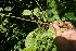  ( - BioBot05598)  @11 [ ] CreativeCommons - Attribution Non-Commercial Share-Alike (2010) Daniel H. Janzen Guanacaste Dry Forest Conservation Fund