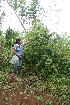  ( - BioBot05617)  @11 [ ] CreativeCommons - Attribution Non-Commercial Share-Alike (2010) Daniel H. Janzen Guanacaste Dry Forest Conservation Fund