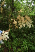  ( - BioBot05625)  @11 [ ] CreativeCommons - Attribution Non-Commercial Share-Alike (2010) Daniel H. Janzen Guanacaste Dry Forest Conservation Fund