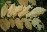  ( - BioBot05625)  @11 [ ] CreativeCommons - Attribution Non-Commercial Share-Alike (2010) Daniel H. Janzen Guanacaste Dry Forest Conservation Fund