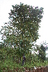  ( - BioBot05626)  @11 [ ] CreativeCommons - Attribution Non-Commercial Share-Alike (2010) Daniel H. Janzen Guanacaste Dry Forest Conservation Fund