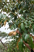  ( - BioBot05626)  @11 [ ] CreativeCommons - Attribution Non-Commercial Share-Alike (2010) Daniel H. Janzen Guanacaste Dry Forest Conservation Fund