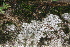 ( - BioBot05626)  @11 [ ] CreativeCommons - Attribution Non-Commercial Share-Alike (2010) Daniel H. Janzen Guanacaste Dry Forest Conservation Fund