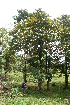  ( - BioBot05627)  @11 [ ] CreativeCommons - Attribution Non-Commercial Share-Alike (2010) Daniel H. Janzen Guanacaste Dry Forest Conservation Fund