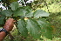  ( - BioBot05627)  @11 [ ] CreativeCommons - Attribution Non-Commercial Share-Alike (2010) Daniel H. Janzen Guanacaste Dry Forest Conservation Fund