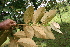  ( - BioBot05627)  @11 [ ] CreativeCommons - Attribution Non-Commercial Share-Alike (2010) Daniel H. Janzen Guanacaste Dry Forest Conservation Fund