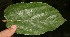  ( - BioBot05627)  @11 [ ] CreativeCommons - Attribution Non-Commercial Share-Alike (2010) Daniel H. Janzen Guanacaste Dry Forest Conservation Fund