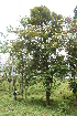  ( - BioBot05628)  @11 [ ] CreativeCommons - Attribution Non-Commercial Share-Alike (2010) Daniel H. Janzen Guanacaste Dry Forest Conservation Fund