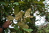  ( - BioBot05628)  @11 [ ] CreativeCommons - Attribution Non-Commercial Share-Alike (2010) Daniel H. Janzen Guanacaste Dry Forest Conservation Fund