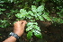  ( - BioBot05645)  @11 [ ] CreativeCommons - Attribution Non-Commercial Share-Alike (2010) Daniel H. Janzen Guanacaste Dry Forest Conservation Fund