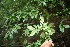  ( - BioBot05645)  @11 [ ] CreativeCommons - Attribution Non-Commercial Share-Alike (2010) Daniel H. Janzen Guanacaste Dry Forest Conservation Fund