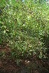  ( - BioBot05646)  @11 [ ] CreativeCommons - Attribution Non-Commercial Share-Alike (2010) Daniel H. Janzen Guanacaste Dry Forest Conservation Fund