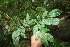  ( - BioBot05646)  @11 [ ] CreativeCommons - Attribution Non-Commercial Share-Alike (2010) Daniel H. Janzen Guanacaste Dry Forest Conservation Fund