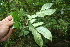  ( - BioBot05646)  @11 [ ] CreativeCommons - Attribution Non-Commercial Share-Alike (2010) Daniel H. Janzen Guanacaste Dry Forest Conservation Fund