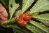  ( - BioBot05689)  @11 [ ] CreativeCommons - Attribution Non-Commercial Share-Alike (2010) Daniel H. Janzen Guanacaste Dry Forest Conservation Fund