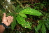  ( - BioBot05690)  @11 [ ] CreativeCommons - Attribution Non-Commercial Share-Alike (2010) Daniel H. Janzen Guanacaste Dry Forest Conservation Fund