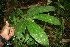 ( - BioBot05691)  @11 [ ] CreativeCommons - Attribution Non-Commercial Share-Alike (2010) Daniel H. Janzen Guanacaste Dry Forest Conservation Fund