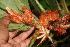  ( - BioBot05691)  @11 [ ] CreativeCommons - Attribution Non-Commercial Share-Alike (2010) Daniel H. Janzen Guanacaste Dry Forest Conservation Fund