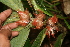  (Columnea purpurata - BioBot05692)  @12 [ ] CreativeCommons - Attribution Non-Commercial Share-Alike (2010) Daniel H. Janzen Guanacaste Dry Forest Conservation Fund