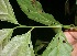  ( - BioBot05707)  @11 [ ] CreativeCommons - Attribution Non-Commercial Share-Alike (2010) Daniel H. Janzen Guanacaste Dry Forest Conservation Fund