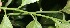  ( - BioBot05708)  @11 [ ] CreativeCommons - Attribution Non-Commercial Share-Alike (2010) Daniel H. Janzen Guanacaste Dry Forest Conservation Fund