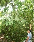  ( - BioBot05779)  @11 [ ] CreativeCommons - Attribution Non-Commercial Share-Alike (2010) Daniel H. Janzen Guanacaste Dry Forest Conservation Fund