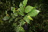  ( - BioBot05843)  @11 [ ] CreativeCommons - Attribution Non-Commercial Share-Alike (2010) Daniel H. Janzen Guanacaste Dry Forest Conservation Fund
